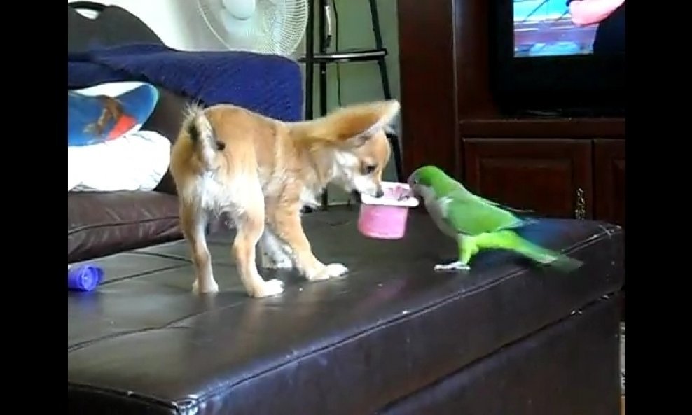 pas protiv papige