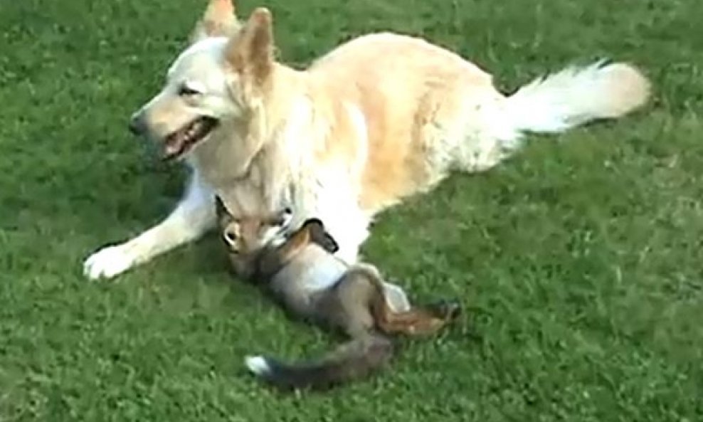 Mala slatka lisica se igra sa psom