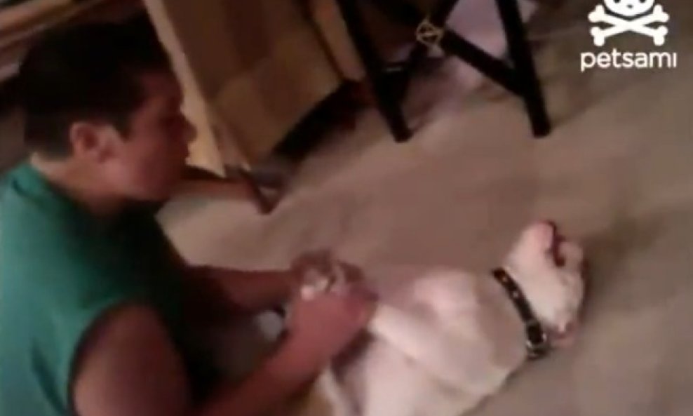 buldog pumpa trbusnjake funvideo