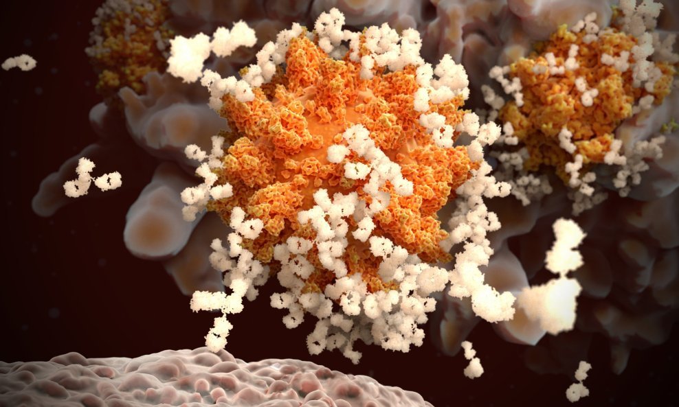 Ovako to otprilike izgleda kad antitijela reagiraju na koronavirus koji izaziva COVID-19