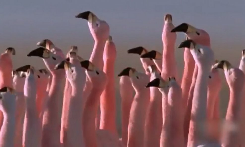 flamingo ptica funvideo