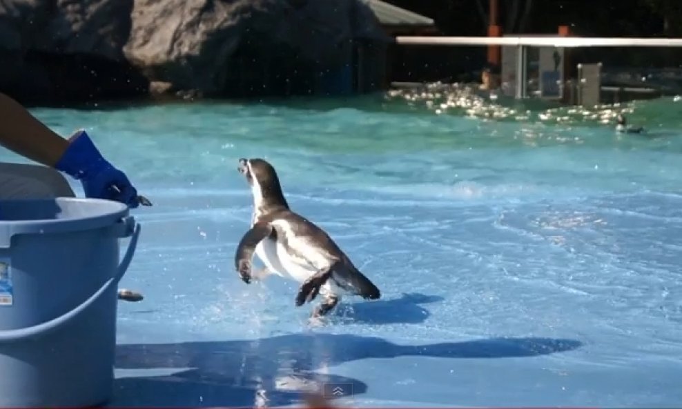 nespretni sramežljivi pingvin funvideo