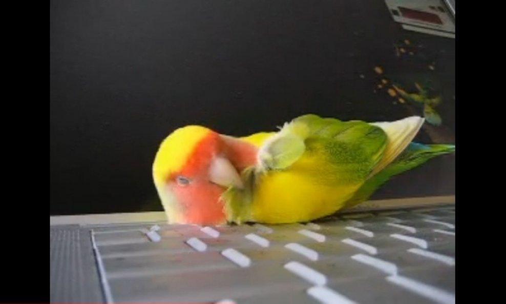 papagaj Squeeky funvideo