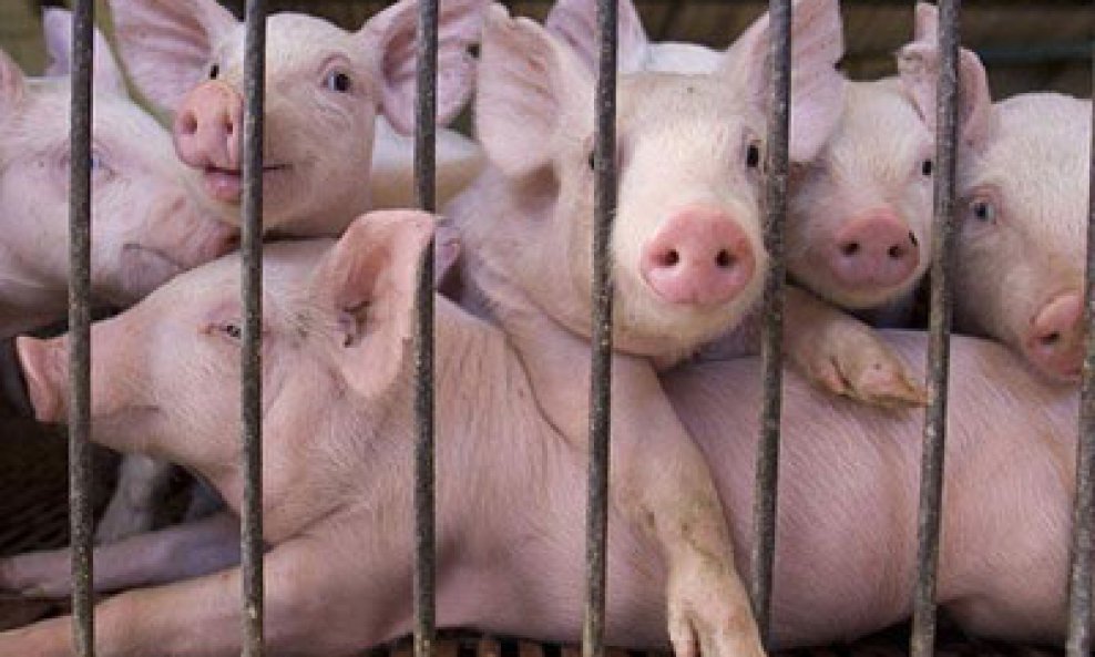 Danska diže ogradu dugu 70 km na njemačkoj granici radi obrane od svinjske gripe
