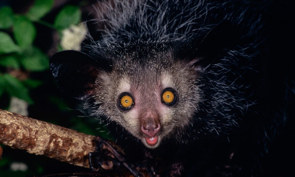 Madagaskarski prstaš Aye-aye (Daubentonia madagascariensis) samo je jedna u nizu životinjskih vrsta kojima prijeti izumiranje