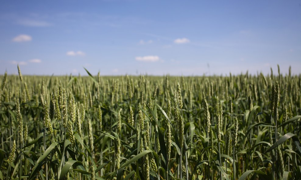 Polje pšenice kod Vukovara