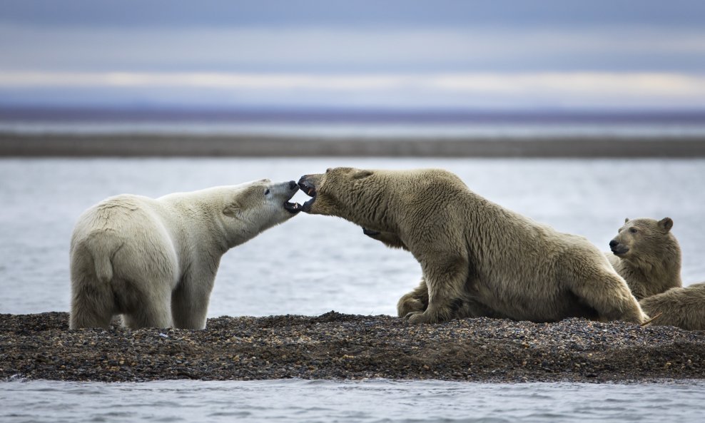 Polarni medvjedi na Aljasci, ilustracija