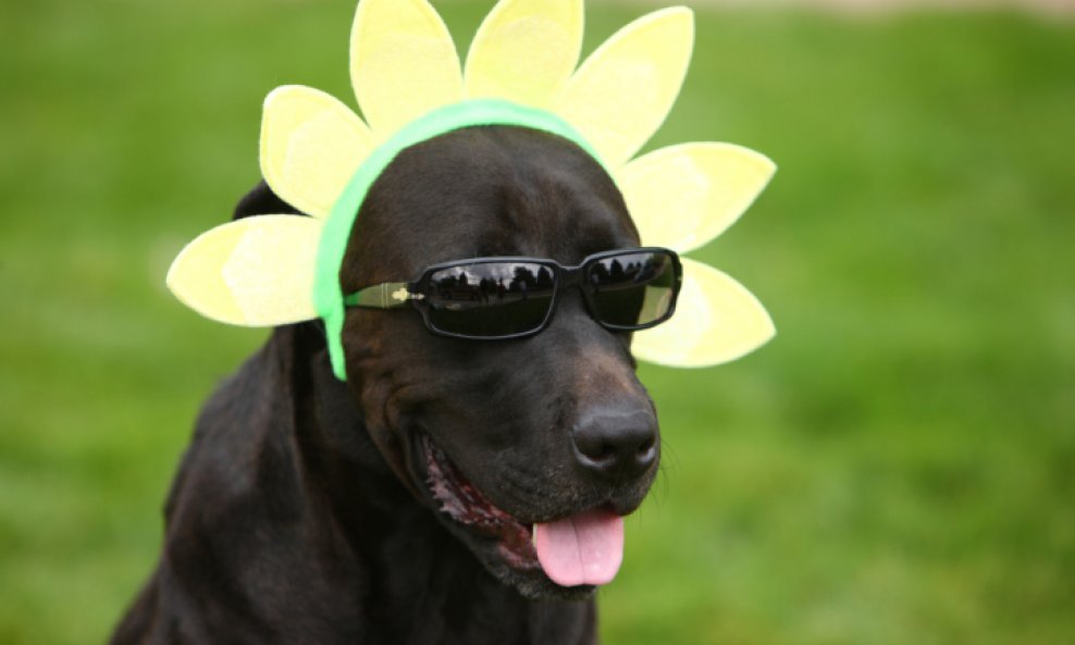 pas sunčane naočale