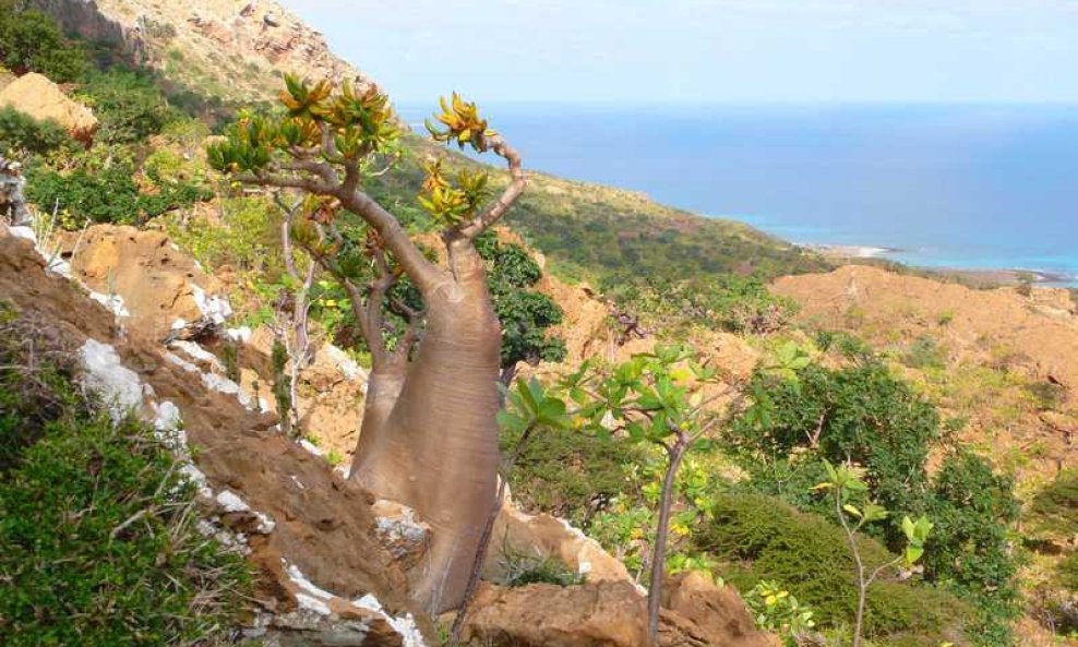  otok Socotra