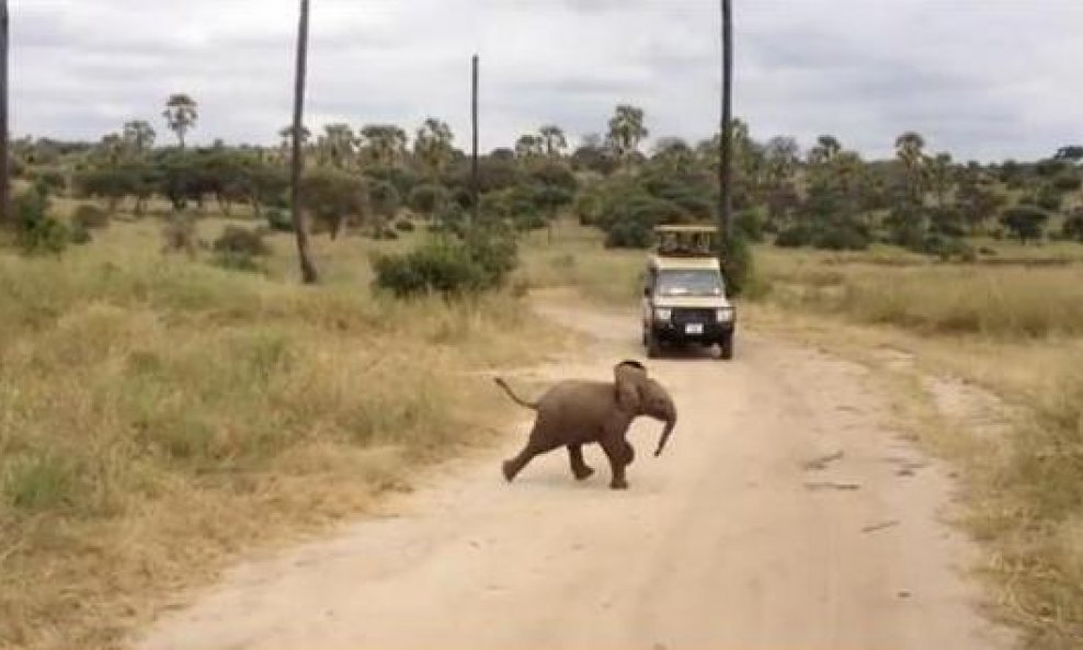 slonić cesta funvideo