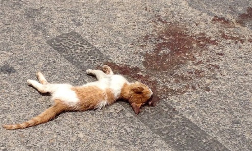 Mrtva mačka 