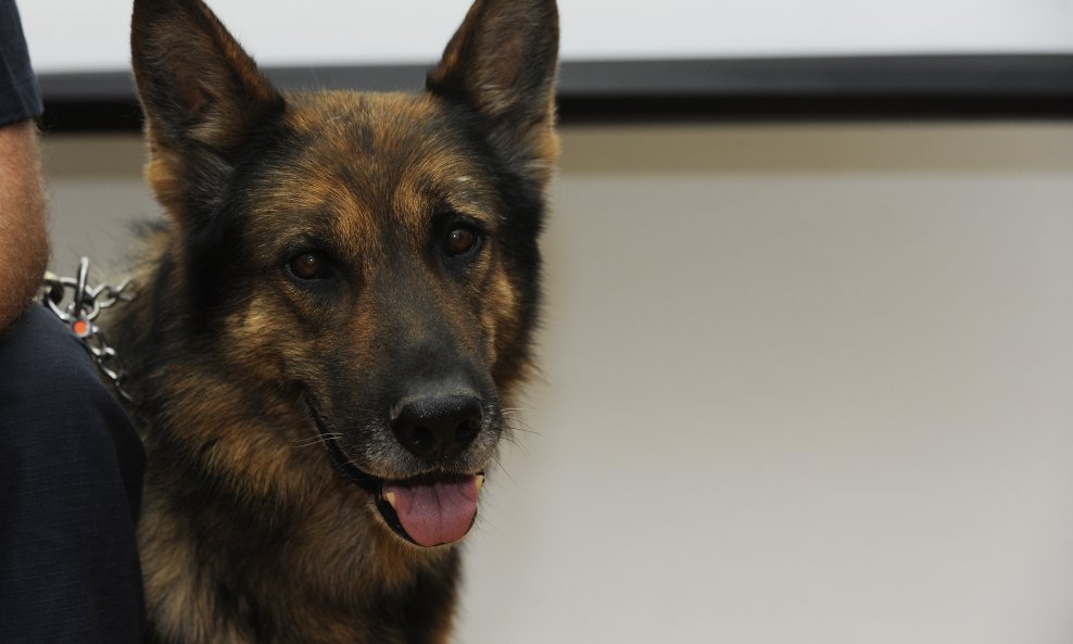 Policijski pas Ajax 'nanjušio' 300 grama kokaina