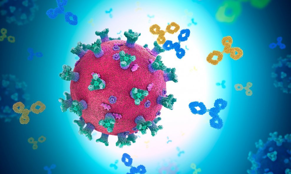 Antitijela napadaju čestice virusa