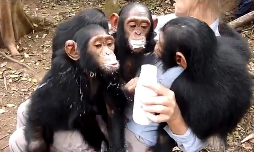 čimpanze jogurt funvideo