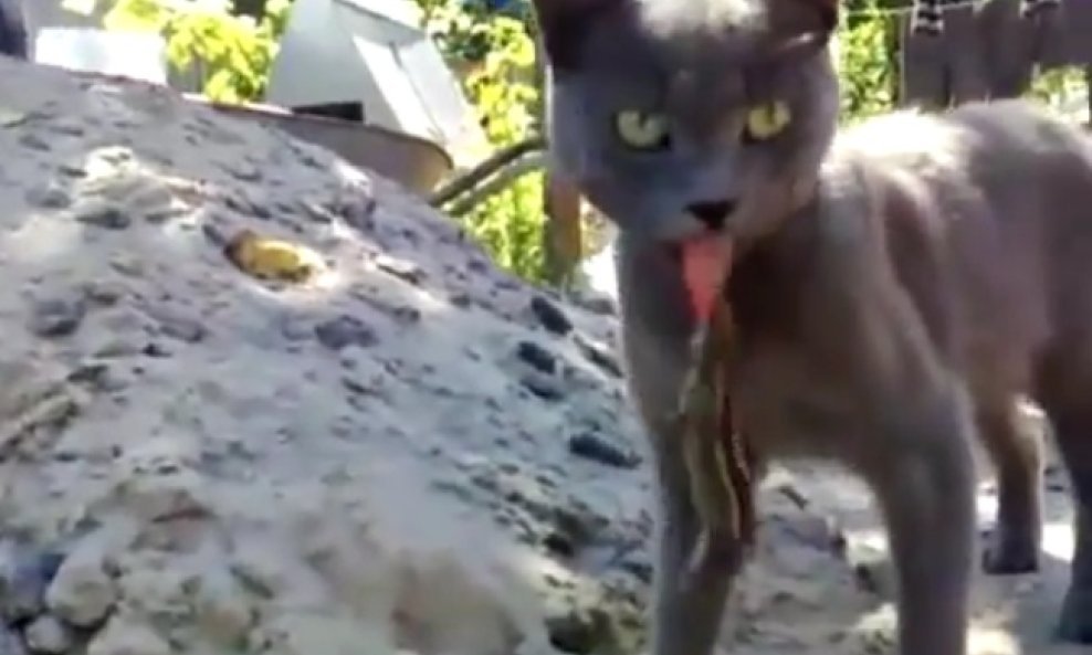 macka guster na jeziku