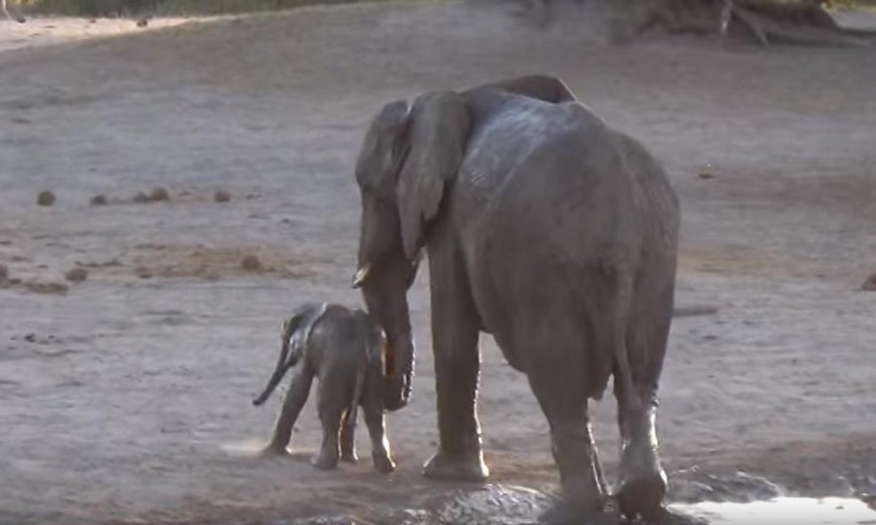 slonovi slon slonić