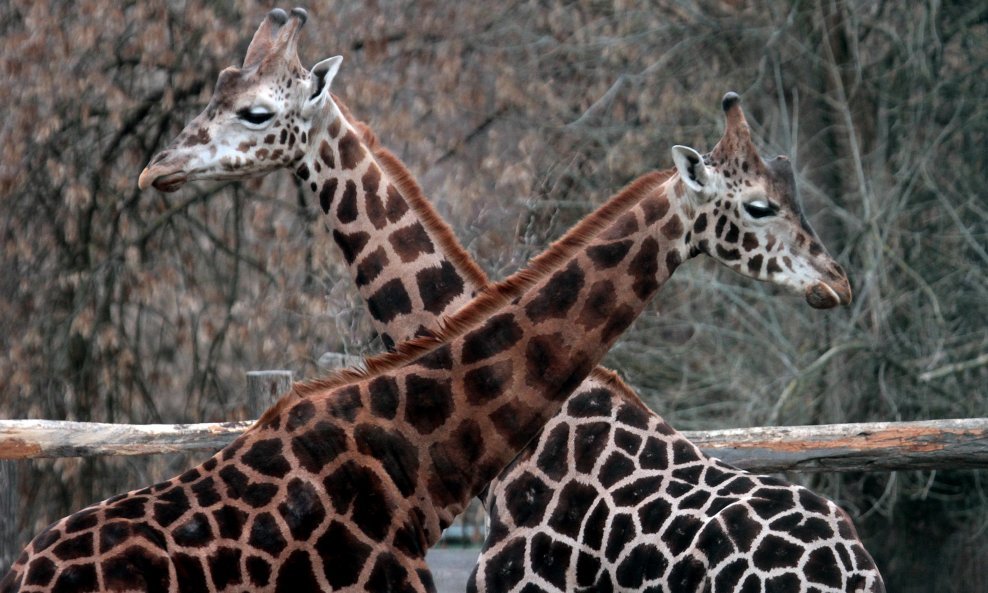 Žirafe su stavljene na 'crvenu listu' jer im prijeti istrebljenje