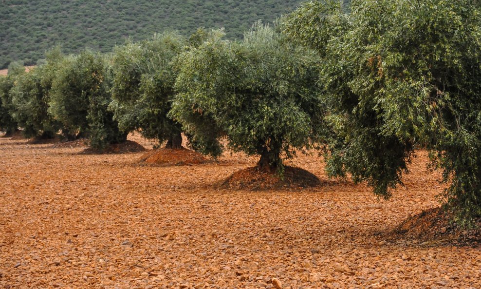 Maslinik (ilustracija)