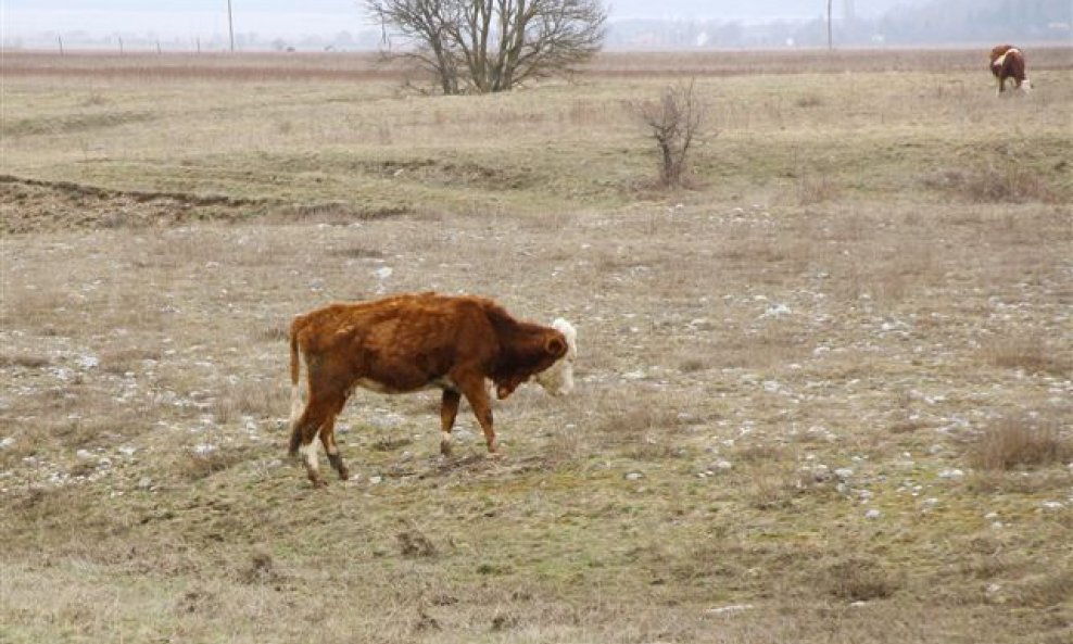 Izgladnjelo tele na Krbavskom polju krave jošani