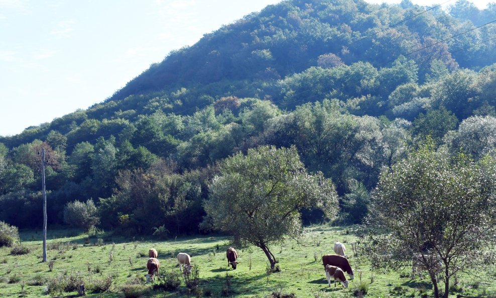 Trgovska gora