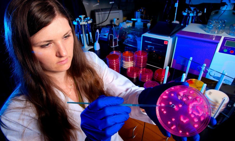 Laboratorijska tehničarka drži Petrijevu zdjelicu koja sadrži bakteriju Klebsiella pneumoniae