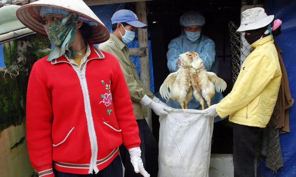 Vijetnam, ptičja gripa, ilustrativna fotografija
