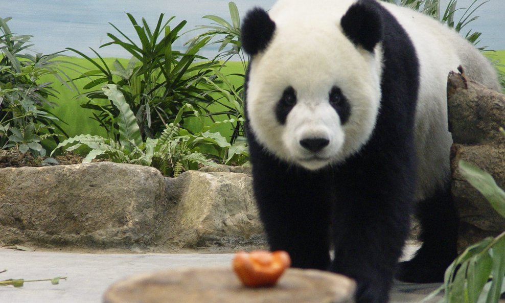 Divovska panda