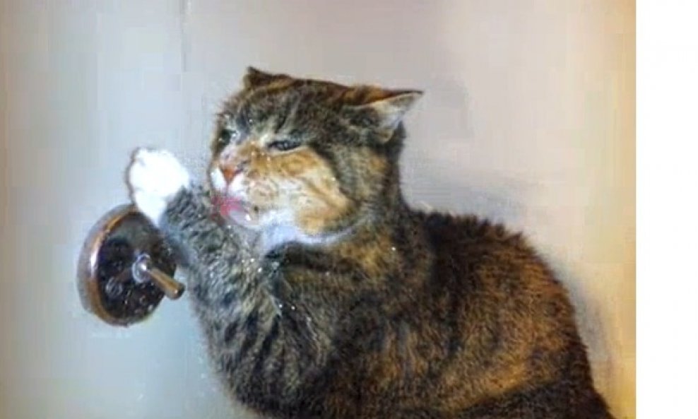 Maca koja voli piti vodu iz pipe