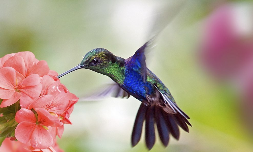 kolibrić