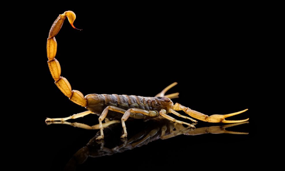 škorpion