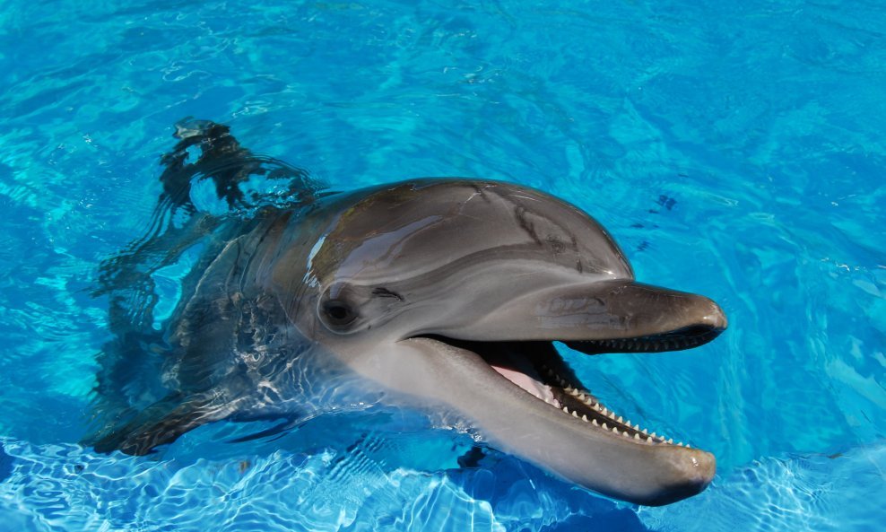 dupin delfin