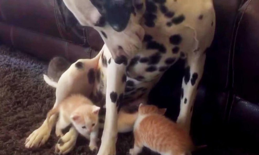 psi mačke pas mačka dalmatiner mačić