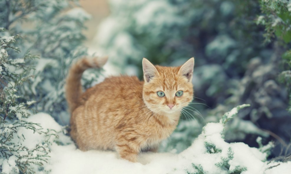 mačka snijeg