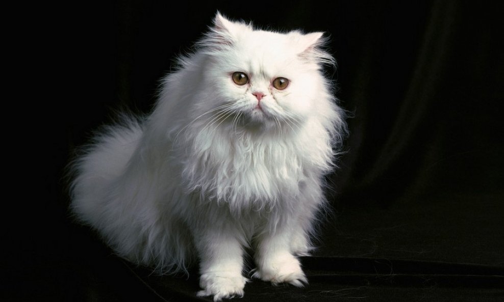 perzijska mačka maca