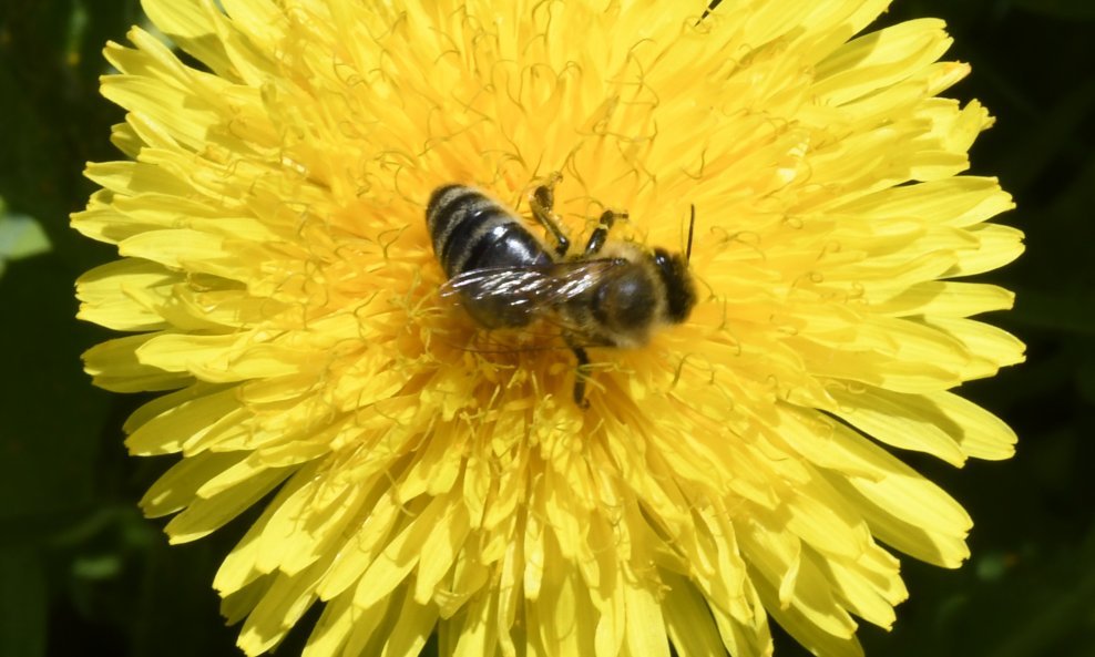 Pčela - ilustracija