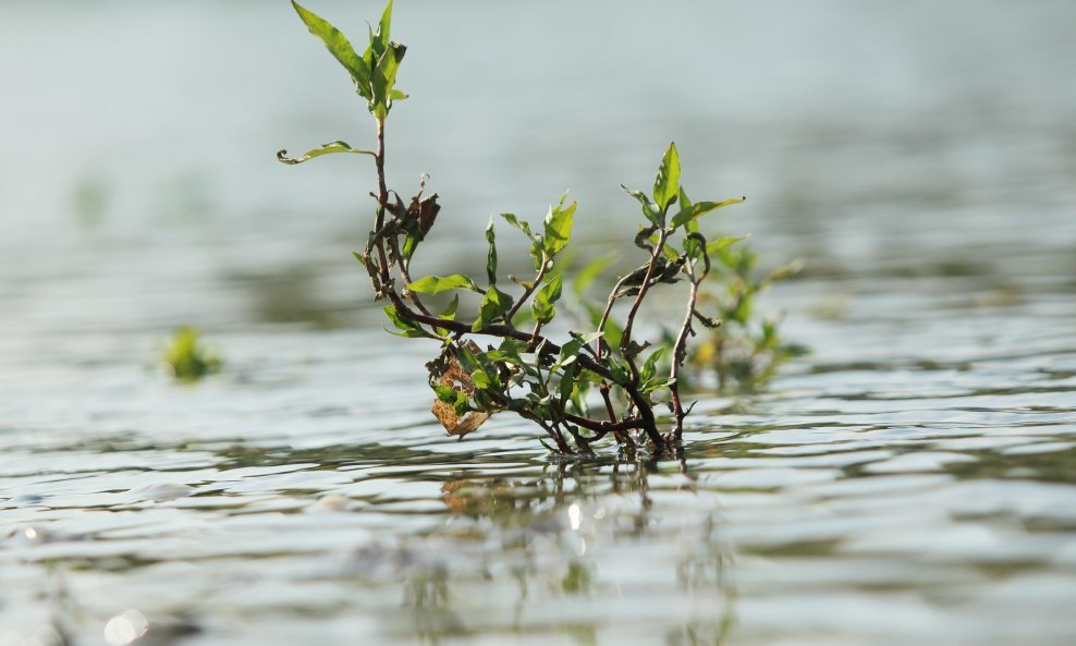 Rezervat Mura-Drava-Dunav