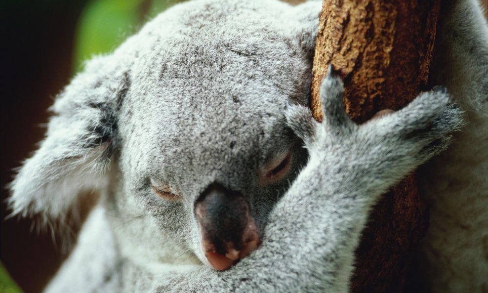 koala spava