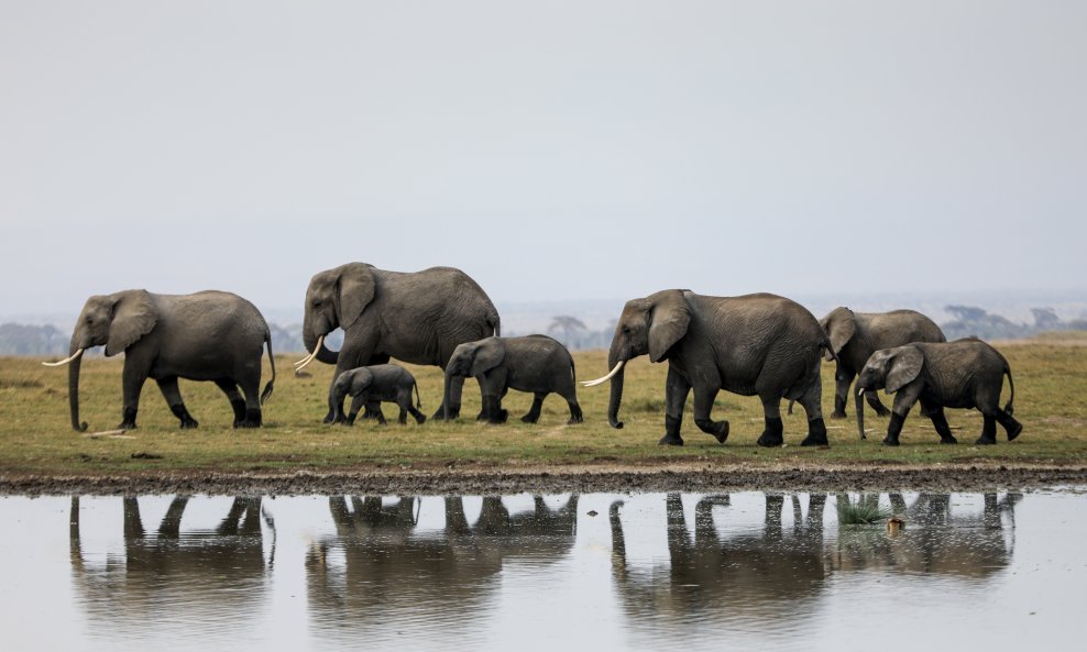 Krdo slonova, ilustrativna fotografija