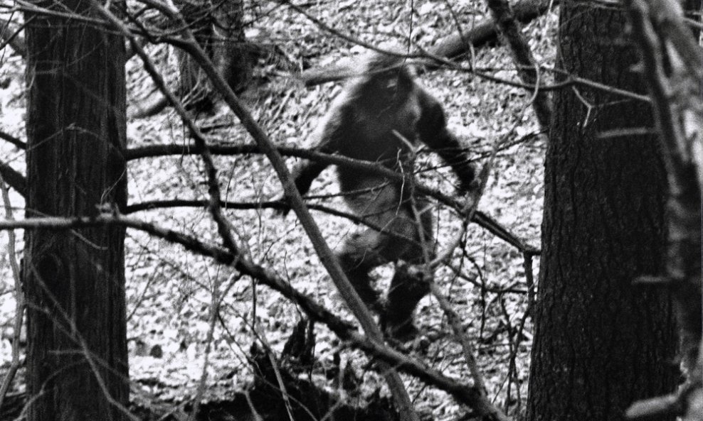 Bigfoot Sasquatch