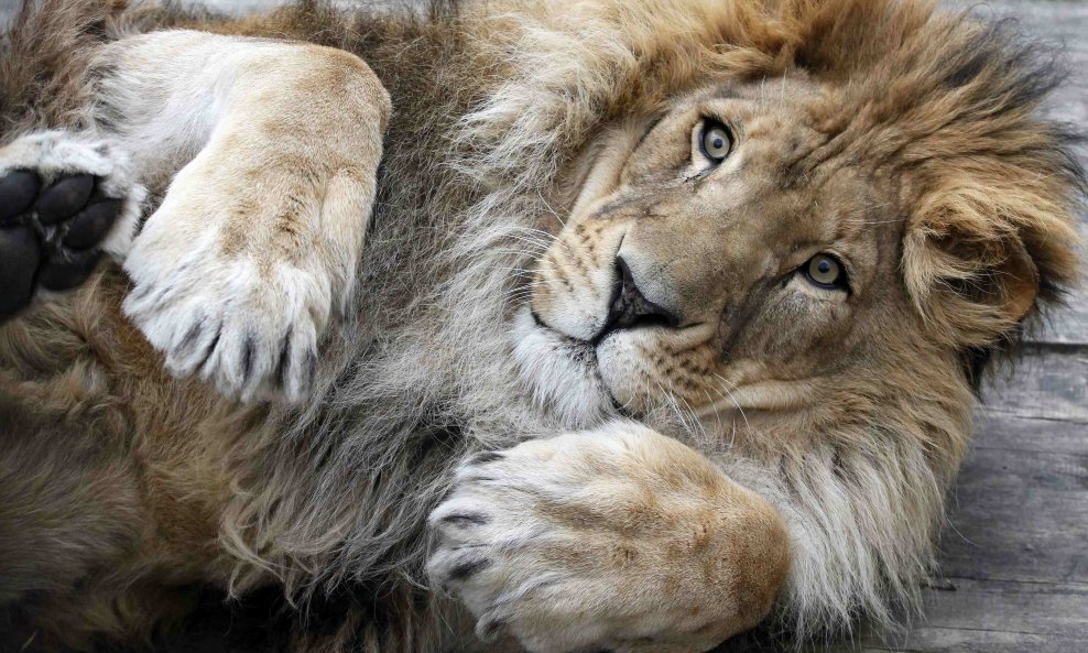 Ne diraj lava dok uživa