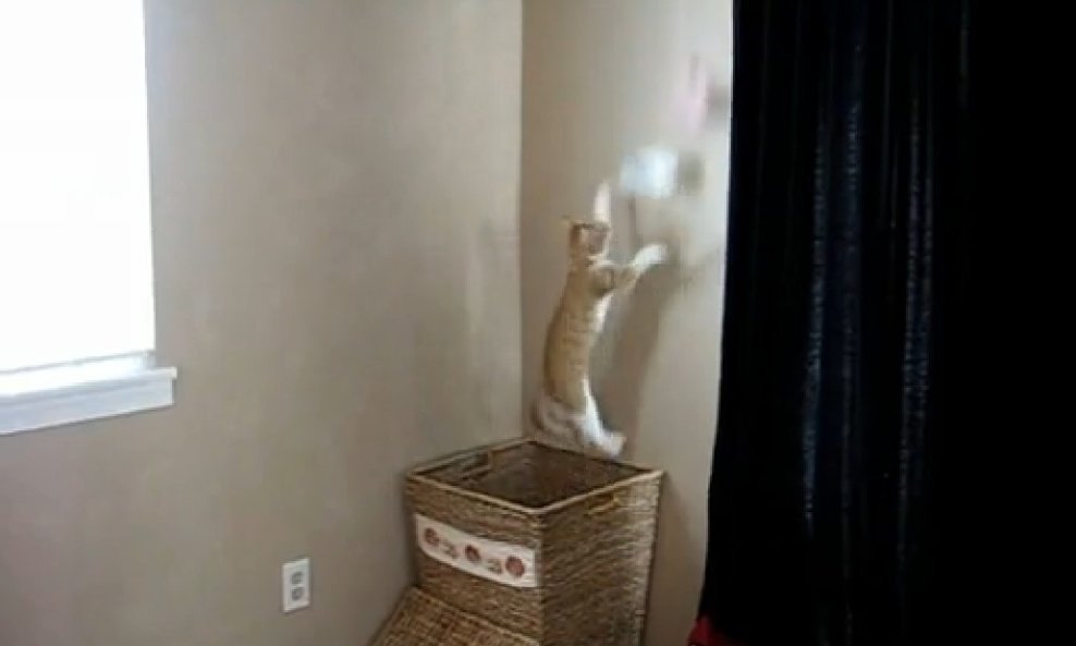 macka prljavi ves funvideo