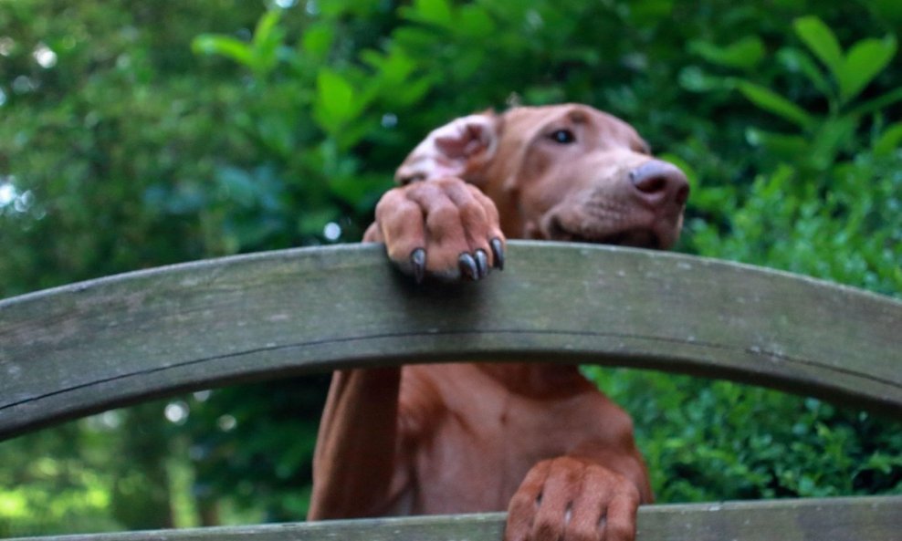 Rhodesian ridgeback