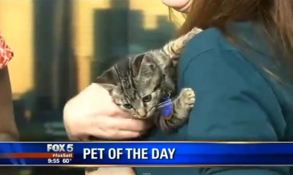 mačić mačkica mačka