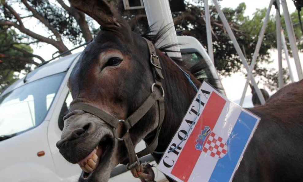 magarac hrvatski
