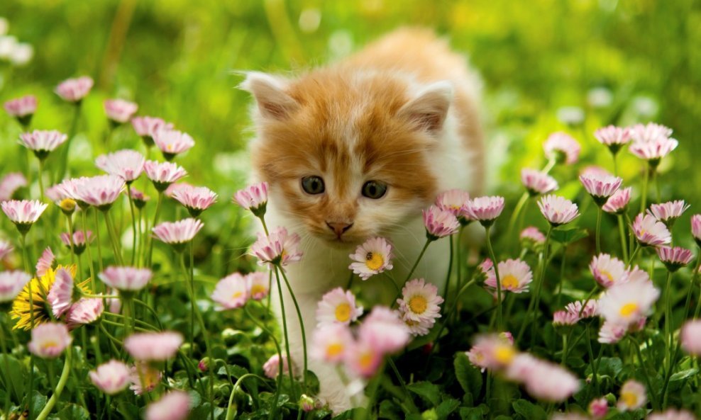 mačka cvijeće livada ljubimac