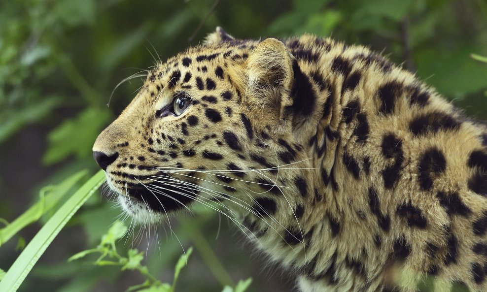 leopard Ida