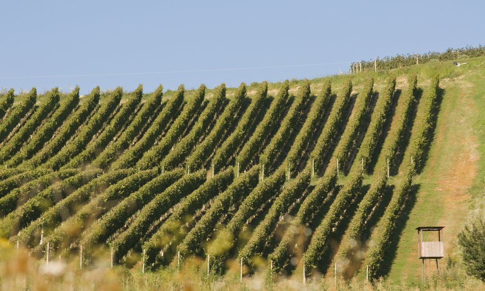 zagorje vinograd