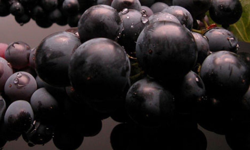 vino teran crno grožđe