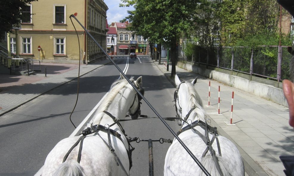 konji konjska zaprega