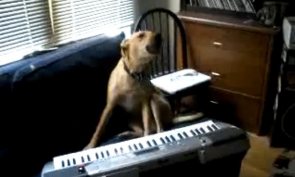 pas na sinticu zavija i pjeva